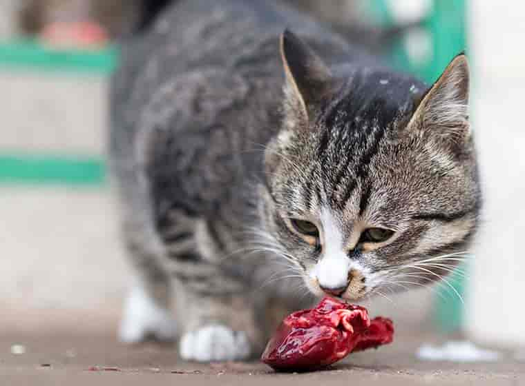 Barfen für Katzen – artgerechte Ernährung