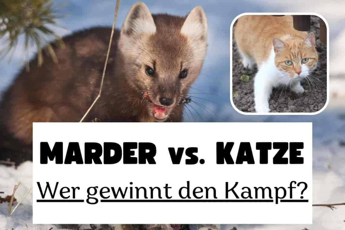 Greifen Marder Katzen an? Fressen sie sie sogar?