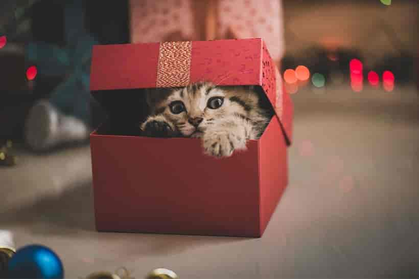 Weihnachten mit Katze: Die besten Tipps für sichere Feiertage