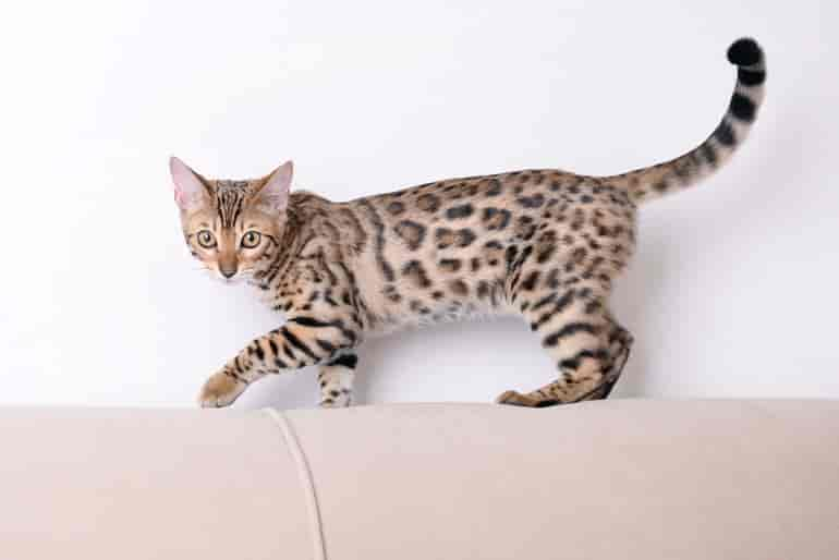 Die Bengalkatze: Leoparden für das Wohnzimmer