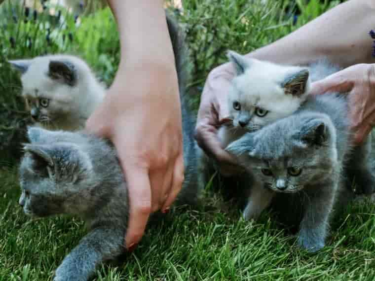 Katzenzüchter: wie finde ich einen seriösen Züchter?