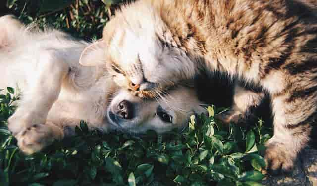 Welche Hunderassen vertragen sich mit Katzen?