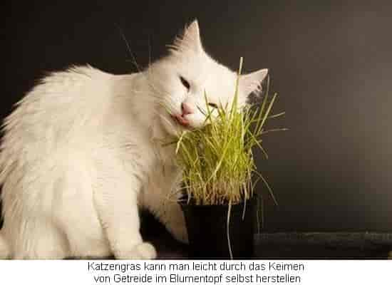 Warum Hunde und Katzen Gras fressen