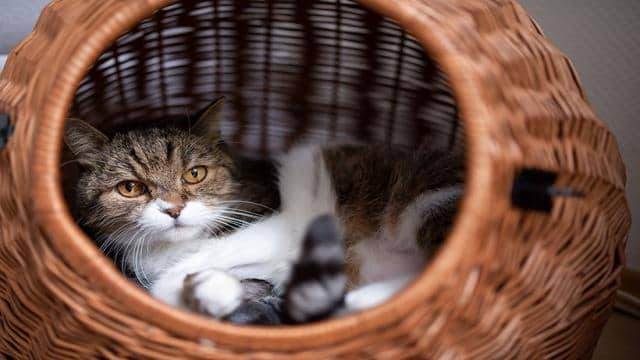 So kann der Katzentransport stressfrei gelingen