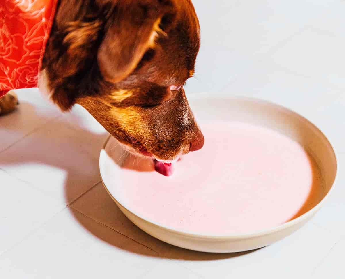 The Benefits of Kefir For Dogs (+ 3 Recipes)