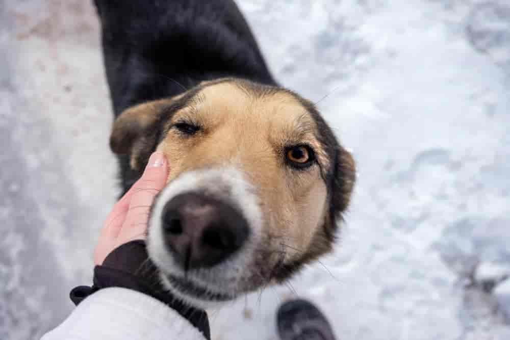 Kehlkopf beim Hund: So ist er ertastbar