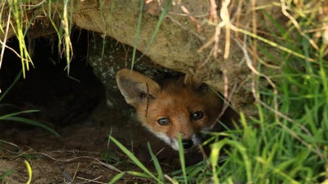 FREUNDSCHAFT MIT DEM FUCHS