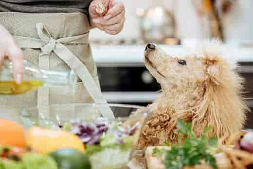 Dürfen Hunde Sellerie fressen?