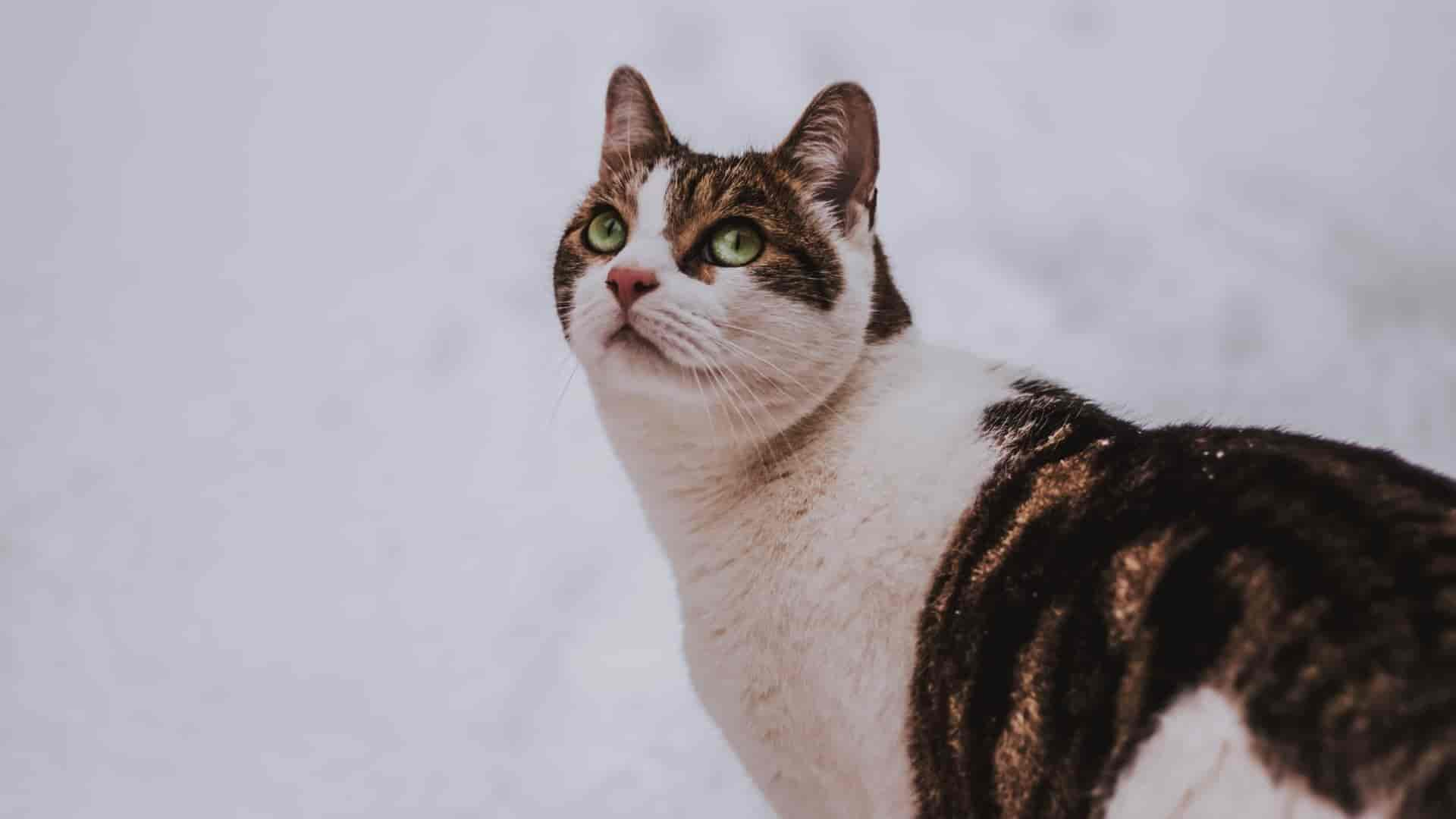 Katze im Winter: So schützt Du Deinen Freigänger in der kalten Jahreszeit