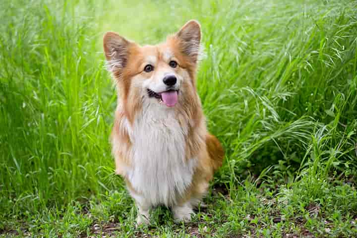 Welsh Corgi