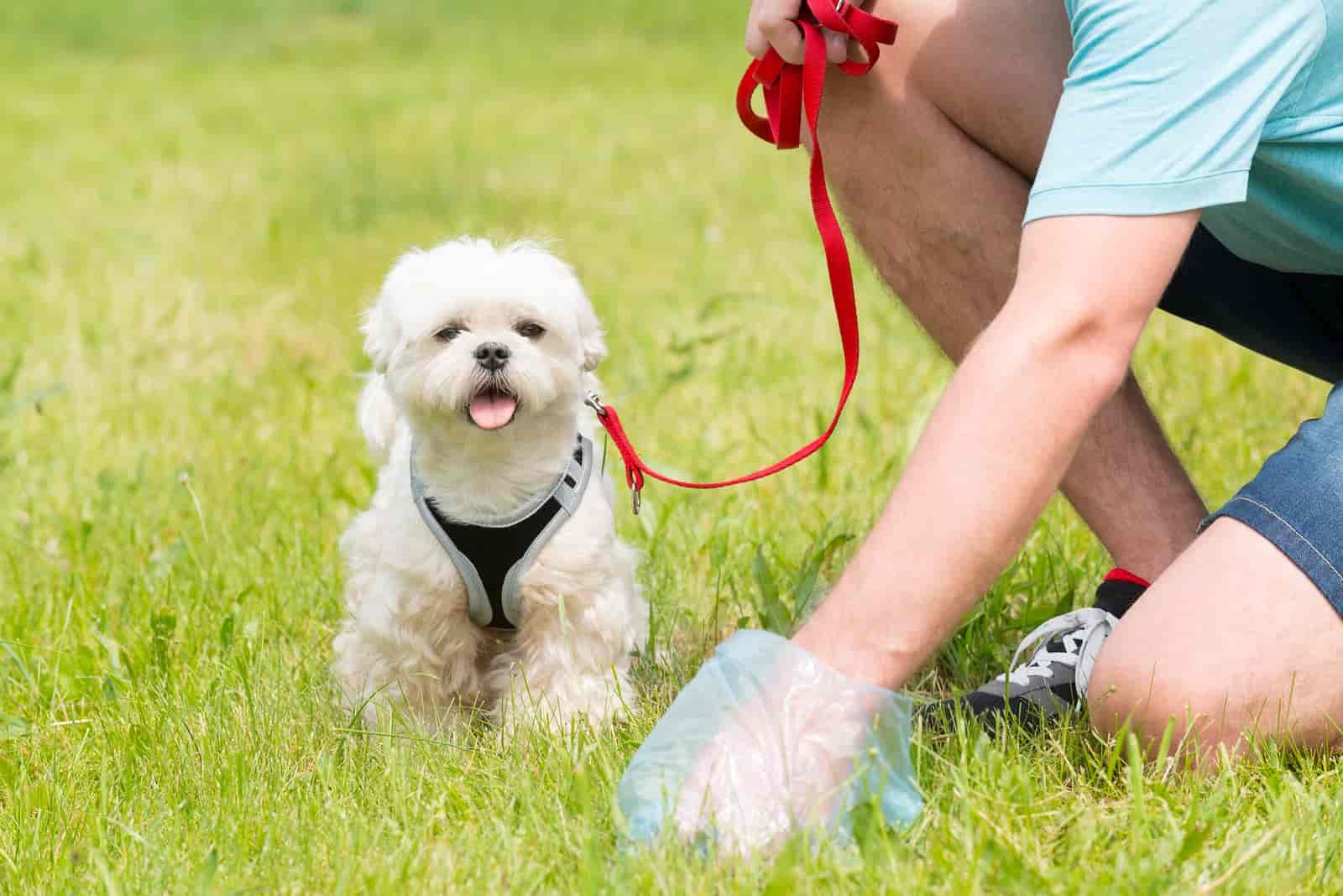 Alles, was Du vielleicht schon immer über Hundekot wissen wolltest