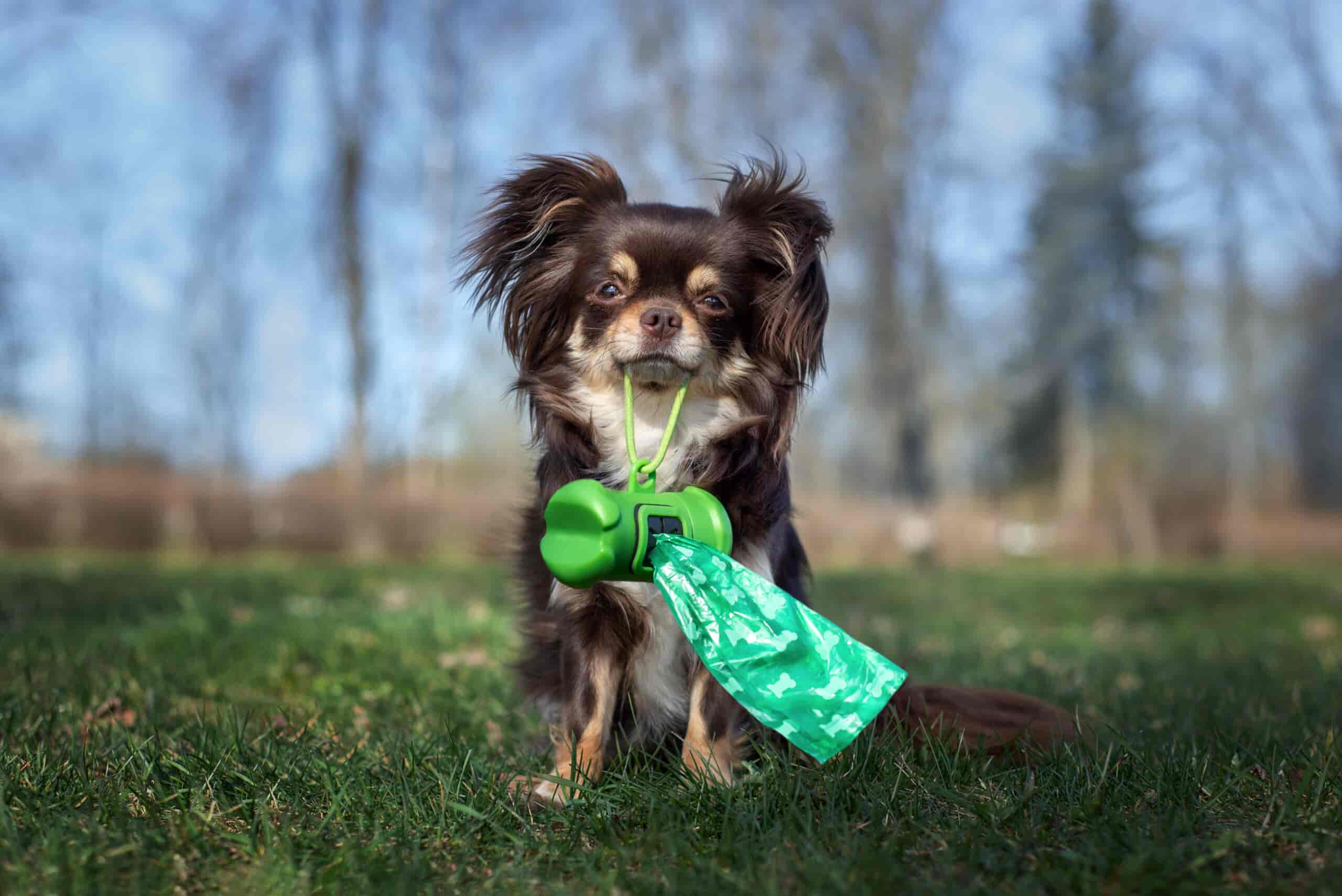 Kotprobe vom Hund sammeln: Anweisung und Tipps