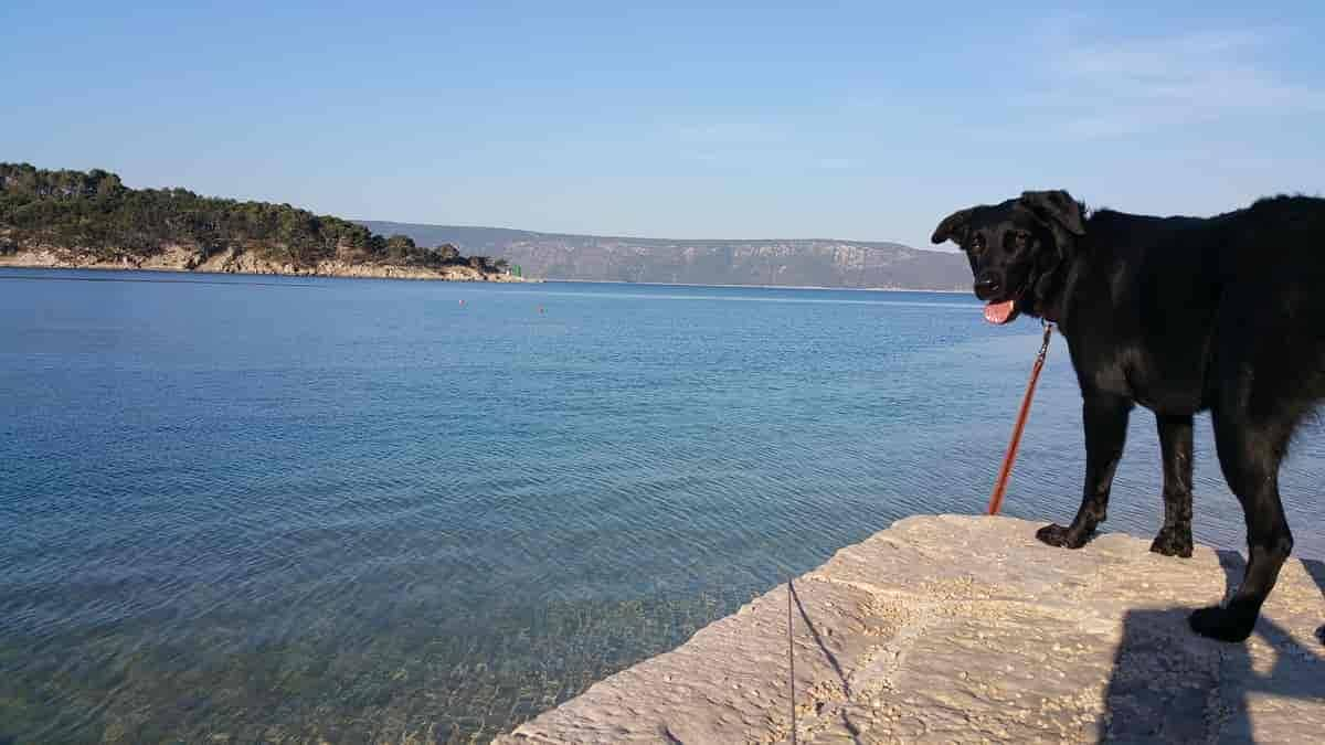 Kroatien mit Hund: Urlaub auf vier Pfoten am Adriatischen Meer