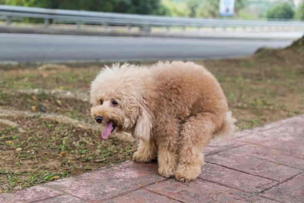 Fenchel-Anis-Kümmel-Tee für Hunde: Wirkung & Dosierung