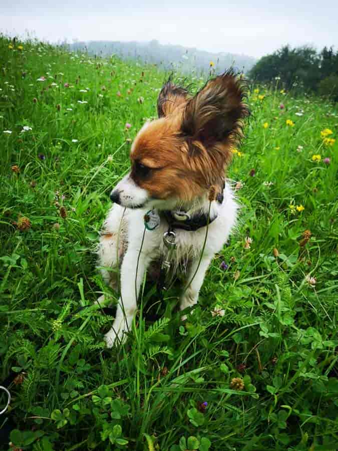 Papillon (kontinentaler Zwergspaniel)