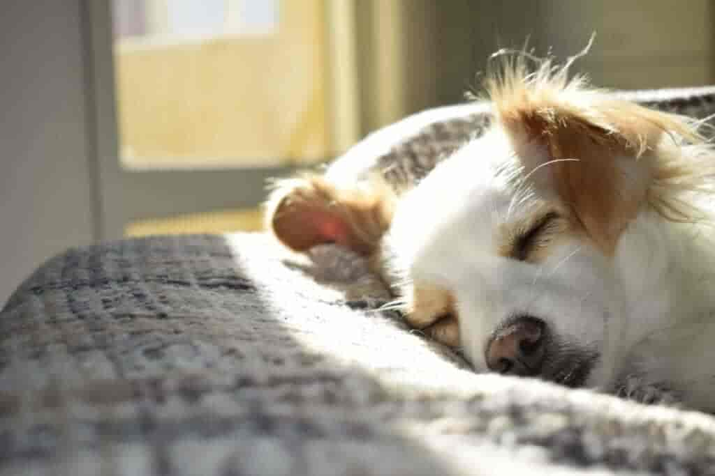 L-Tryptophan für Hunde: Wirkung, Dosierung & Anwendung