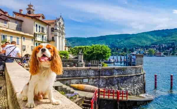 Ferienhaus-Urlaub am Lago Maggiore mit Hund