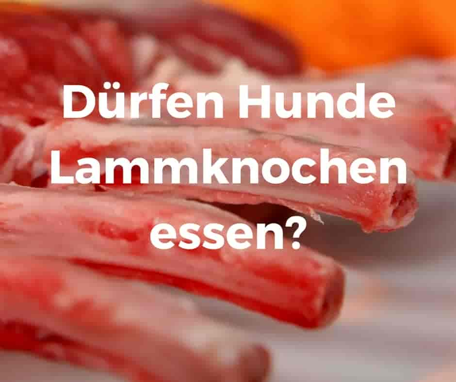 Dürfen Hunde Lammknochen essen?