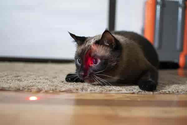 Sind Laserpointer für Katzen gefährlich?