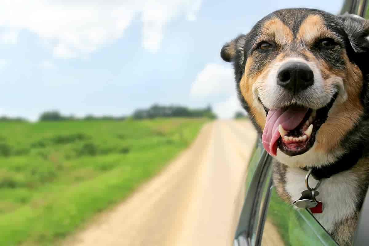 Lefzen beim Hund: 3 Dinge, die Du wissen solltest