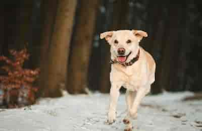 Librela für Hunde — alles was du wissen musst!