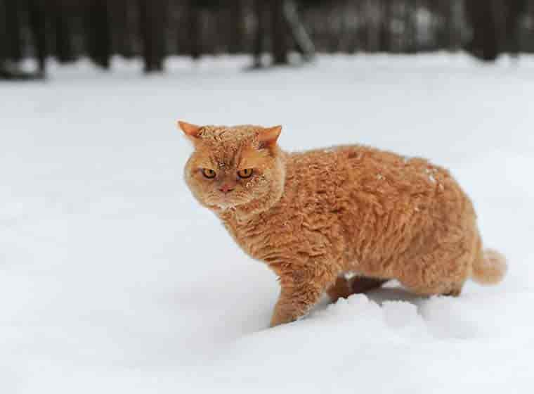 Selkirk Rex