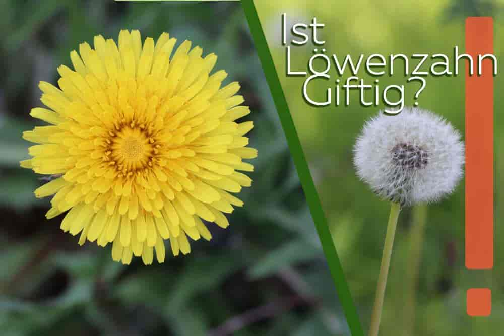 Wie giftig ist Löwenzahn? Gefahren für Kinder, Hunde und Katzen