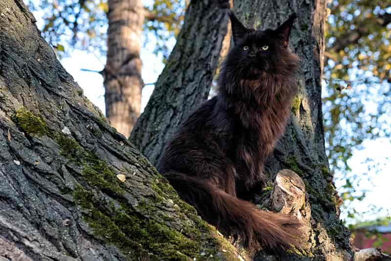 Black Maine Coon Cat: Facts, Origin & History (with Pictures)