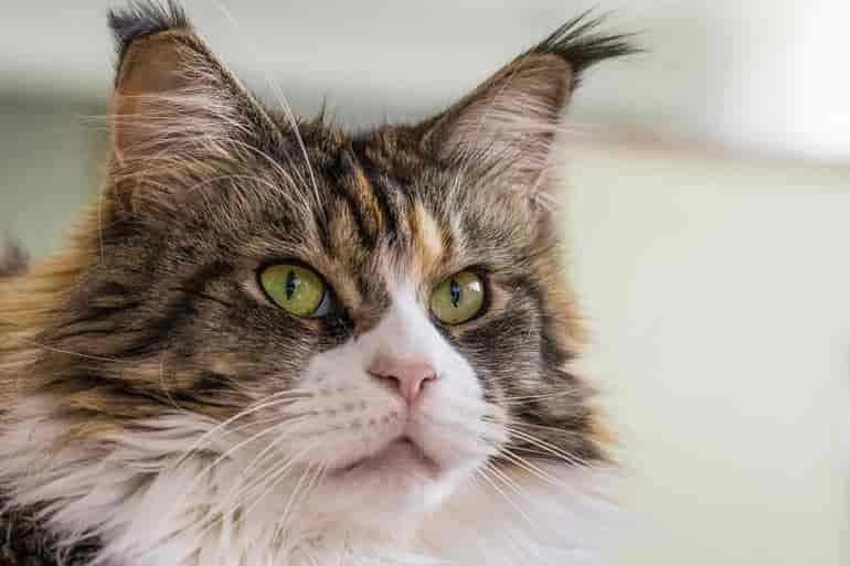 Maine Coon Katzen – Sanft, groß und schlau