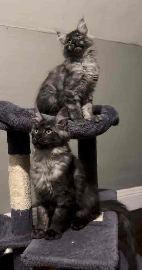 Maine Coon Cats - Black Iron Boerboels LLC