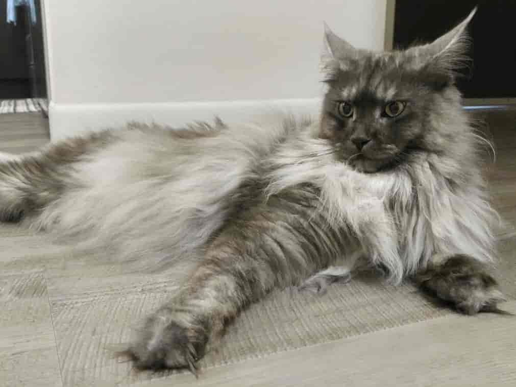 Maine Coon Ownership: What I’ve Learned