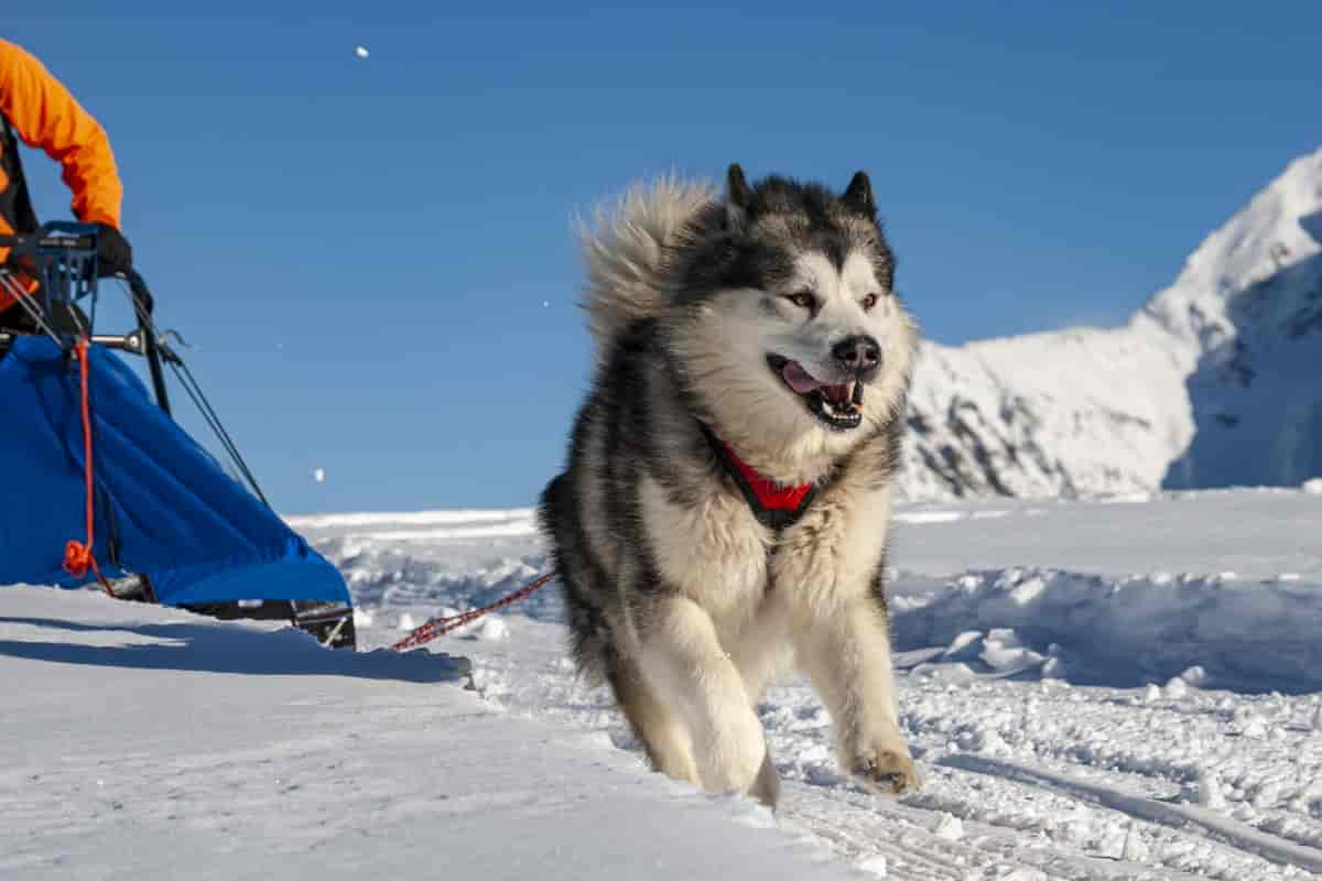 Alaskan Malamute