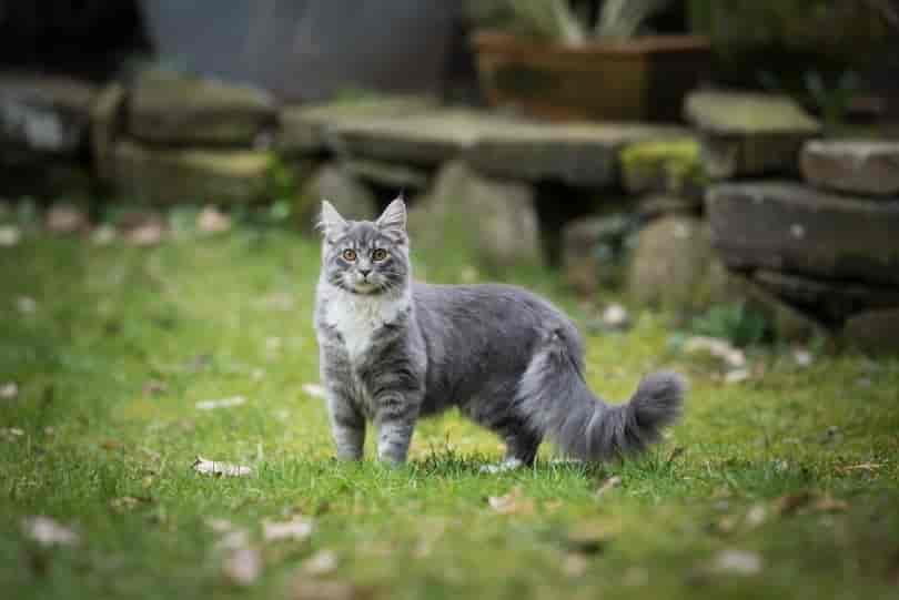 Wie teuer ist es, eine Maine-Coon-Katze zu besitzen (Preisübersicht 2024)