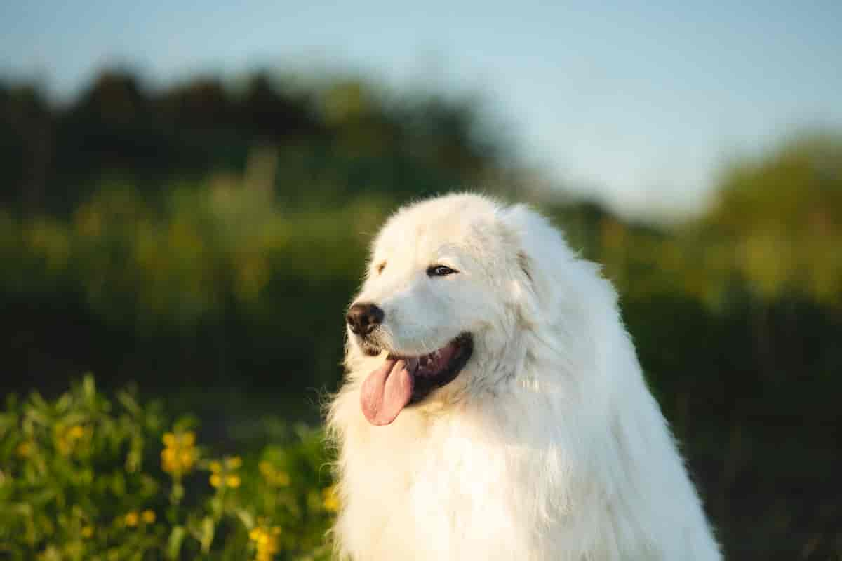 Maremma Sheepdog