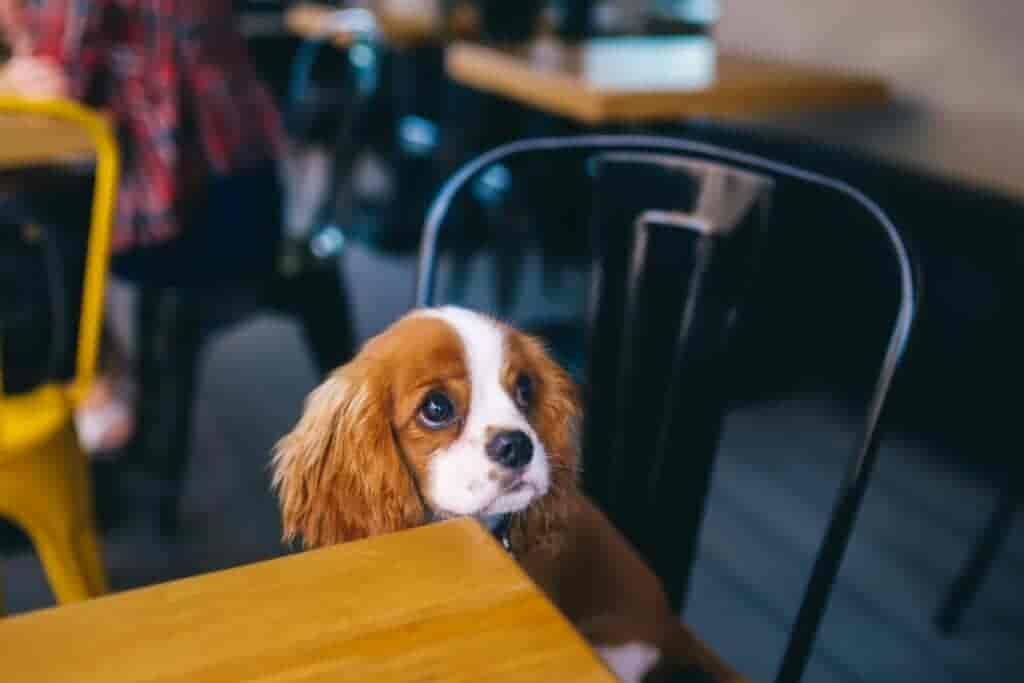 Sind Hunde bei McDonalds erlaubt? Die spannende Antwort!