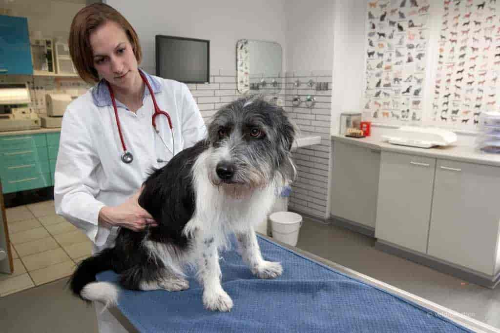 Gesäuge-Tumoren beim Hund