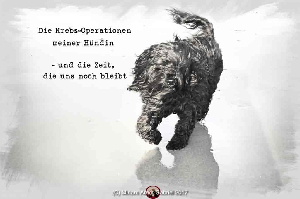 Die Krebsoperationen meiner Hündin – und die Zeit, die uns noch bleibt