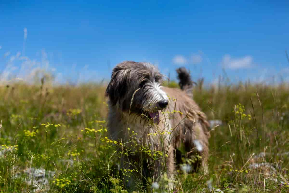 Romanian Mioritic Shepherd Dog