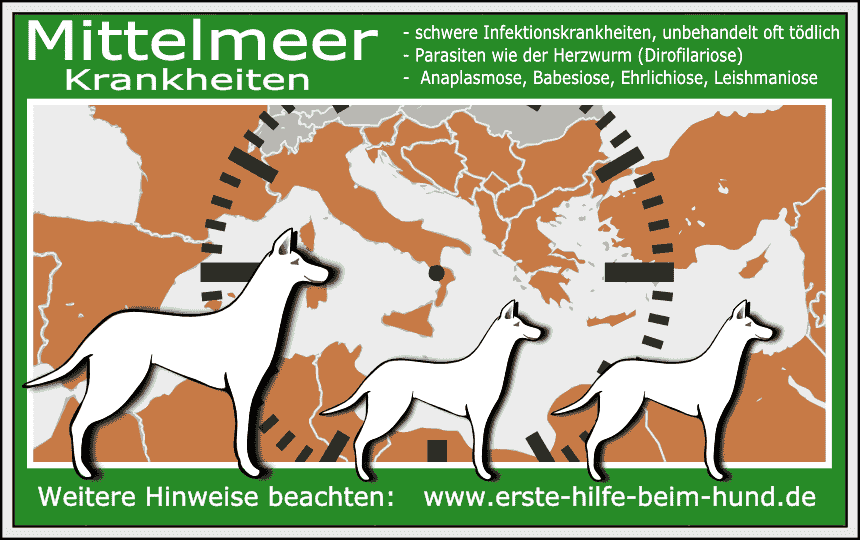 DOKUMENTATION : Mittelmeerkrankheiten   ( Erfahrungen s.u. ⇣ )