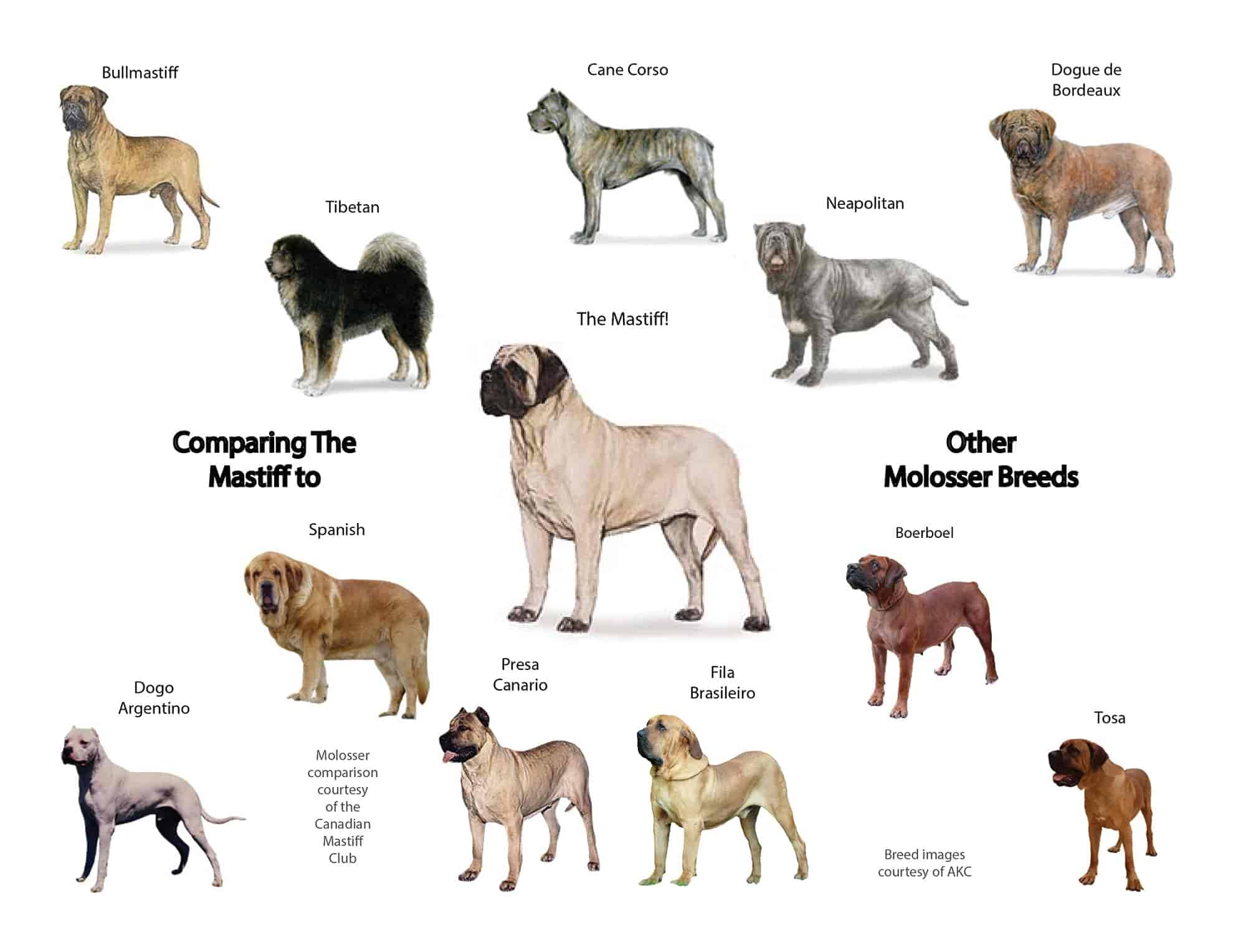 Canadian Mastiff Club