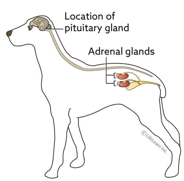 Cushing's Disease in Dogs