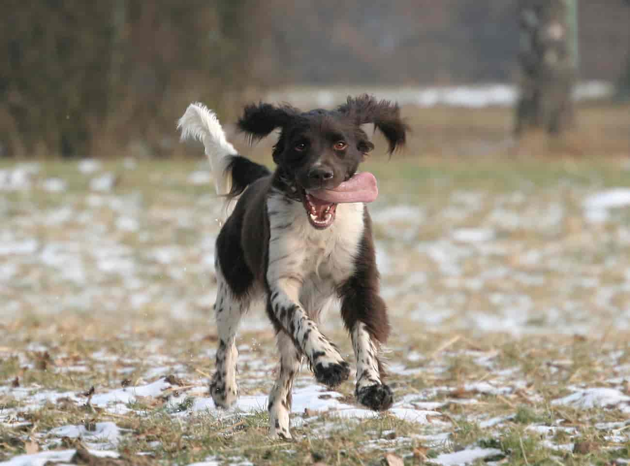 Der Kleine Münsterländer