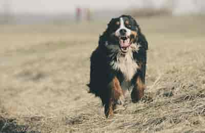 Übungen zum Hinterhand Muskelaufbau beim Hund