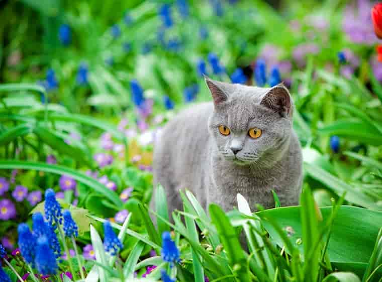 Giftige Pflanzen für Katzen im Frühling