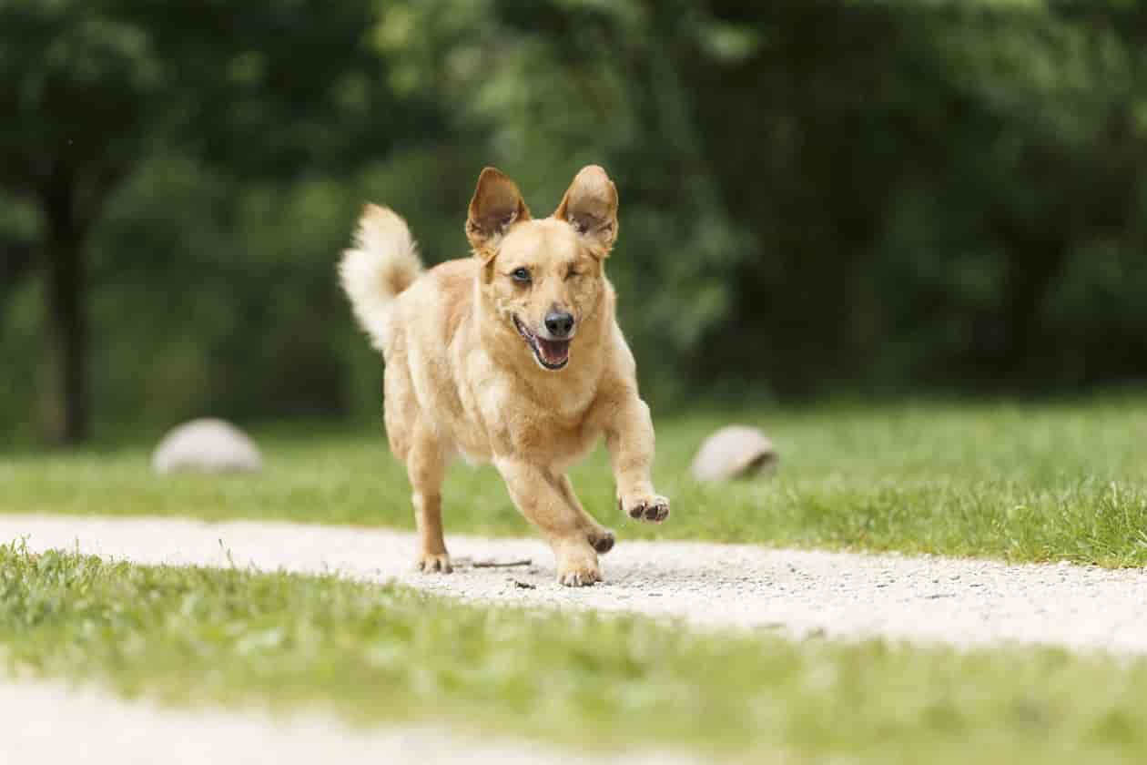 So kann Kaiser Natron deinem Hund bei Sodbrennen helfen