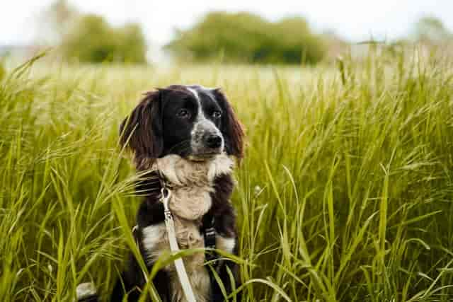 Zeckenmittel für Hunde: Diese natürlichen Mittel helfen