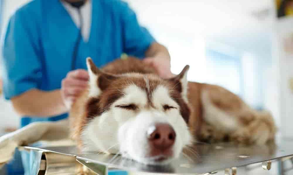 Nierenversagen beim Hund im Endstadium: 3 Symptome erklärt