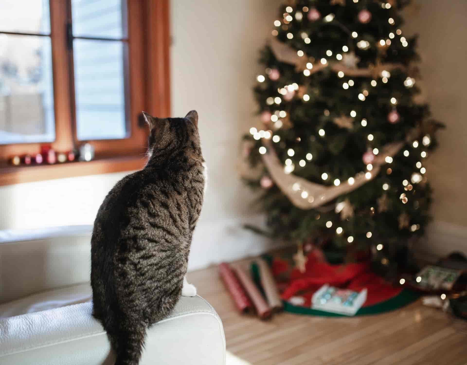 Ist die Nordmanntanne giftig für Katzen?