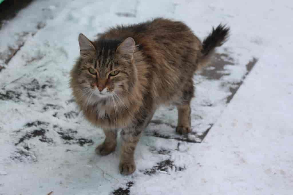 Unterschiede sibirische Katze und norwegische Waldkatze