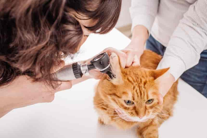 MITTELOHRENTZÜNDUNG BEI DER KATZE. URSACHEN UND BEHANDLUNG